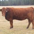 2014 Four Year Old Cow 3X