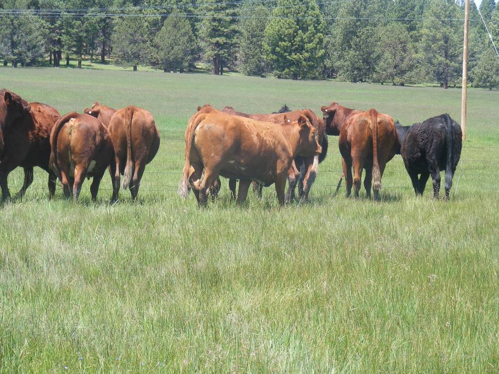 2015 Fall Cows 