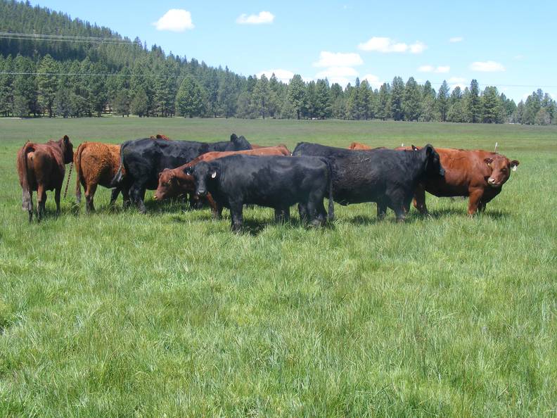 2015 Fall Cows  