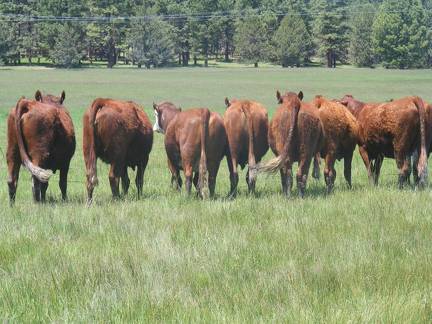 2015 Fall Cows