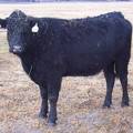 2007 Cow