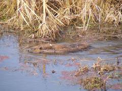 Beaver