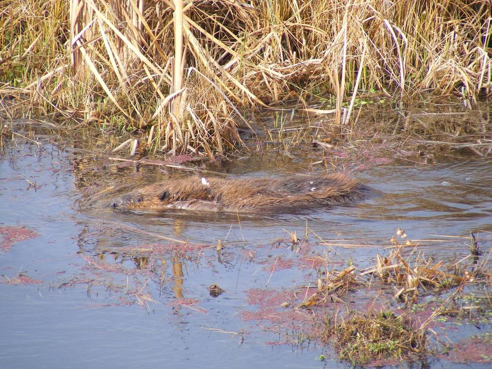 Beaver