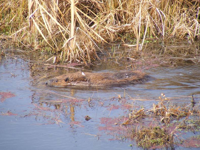 Beaver.jpg