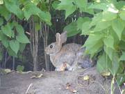 Bunny Rabbit