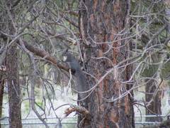 Gray Squirrel