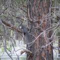 Gray Squirrel