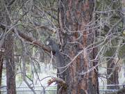 Gray Squirrel