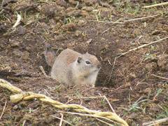 Ground Squirrel