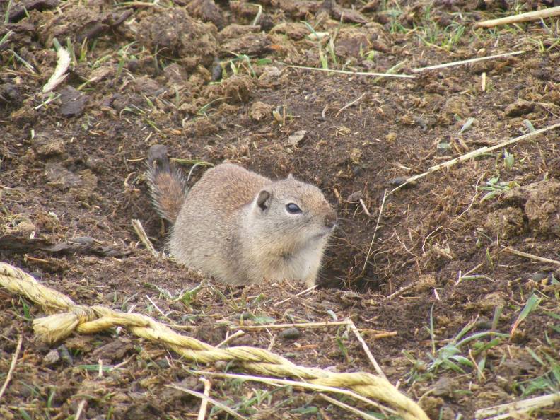 Ground Squirrel.JPG