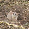 Ground Squirrel