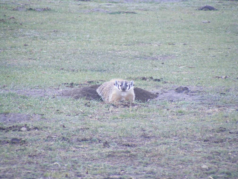 Badger Hunting Squirrels