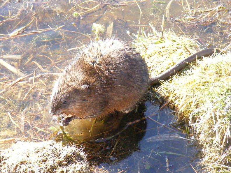 Muskrat eating his lunch.jpg