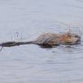 Muskrat