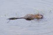 Muskrat