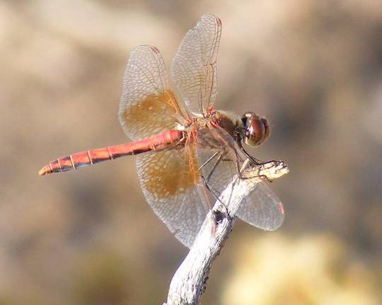 Red Dragonfly