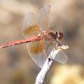 Red Dragonfly