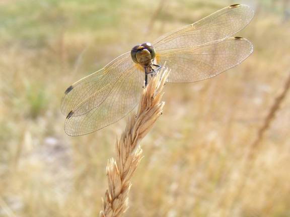 Yellow Dragonfly