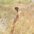 Yellow Dragonfly