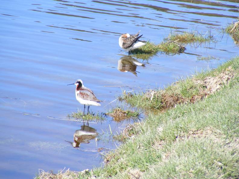 Phalarope