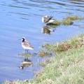 Phalarope