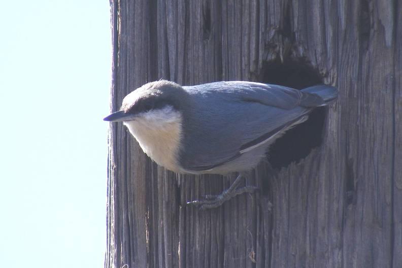 Pygmy Nuthatch watching us work in corral _2_.jpg