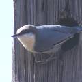 Pygmy Nuthatch watching us work in corral  2 