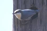 Pygmy Nuthatch watching us work in corral  2 