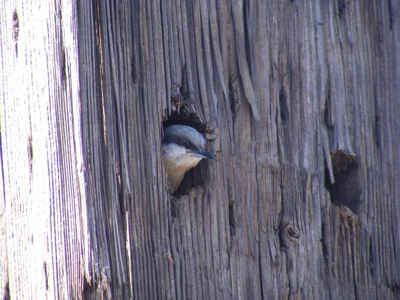 Pygmy Nuthatch watching us work in corral.jpg