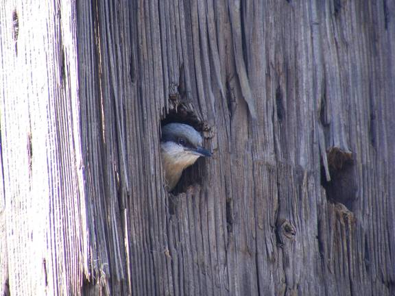 Pygmy Nuthatch watching us work in corral