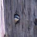 Pygmy Nuthatch watching us work in corral