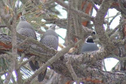 Quail