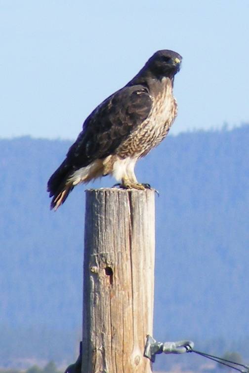 Red tail hawk DSCF1198Edited