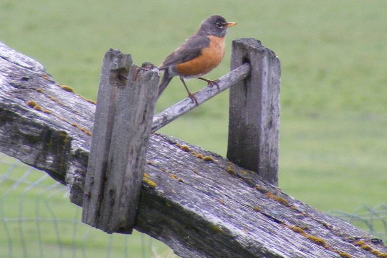 Robin on teeter totter.jpg