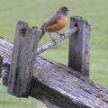 Robin on teeter totter