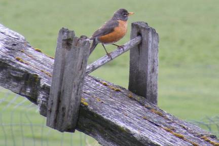 Robin on teeter totter