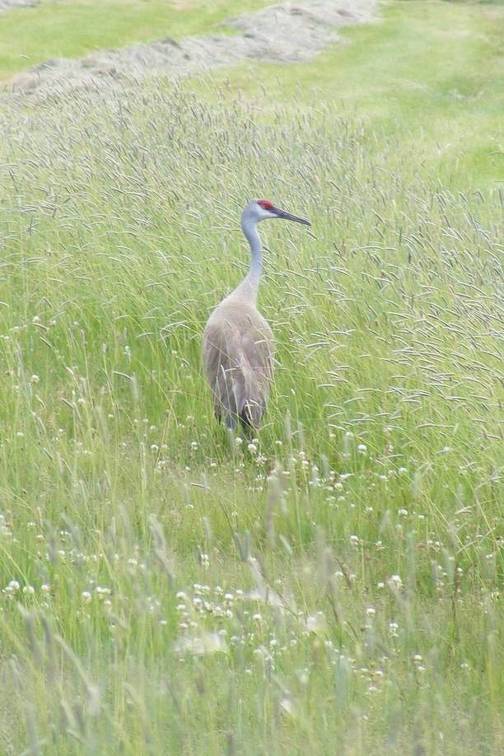 Sandhill Crane