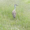 Sandhill Crane