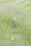 Sandhill Crane