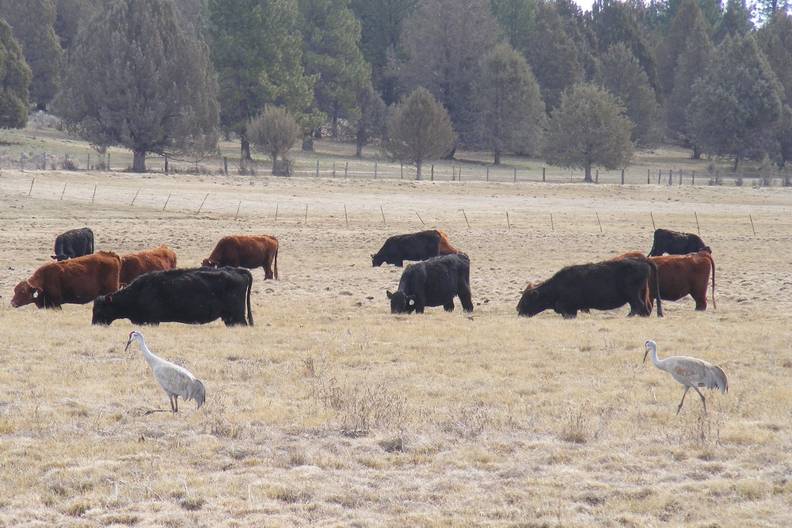 Sandhills eating with cows.jpg