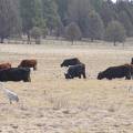 Sandhills eating with cows