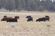 Sandhills eating with cows