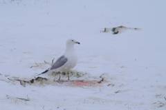 Seagull in winter