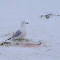 Seagull in winter