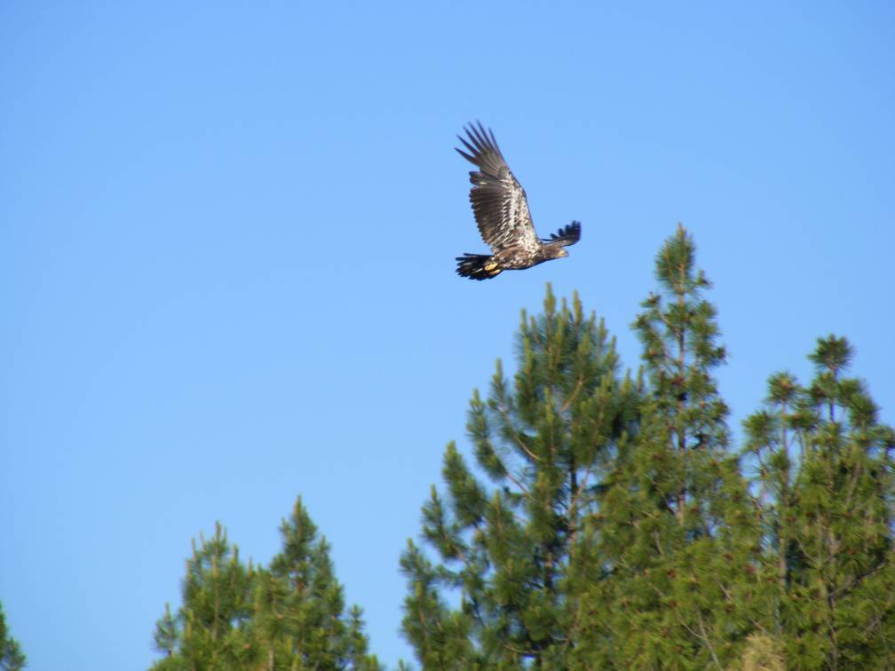 Soaring Eagle