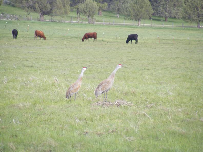 Squawking SandHill Cranes