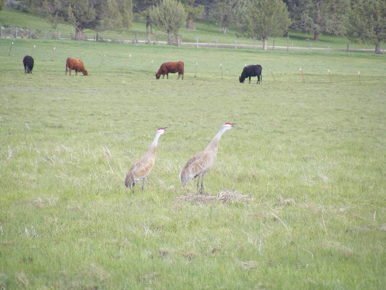 Squawking SandHill Cranes.jpg