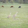 Squawking SandHill Cranes.jpg