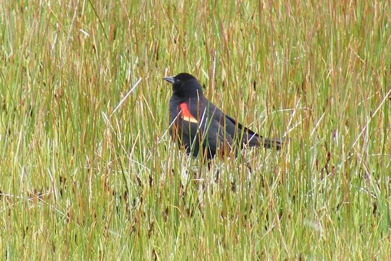 Tri-colored Blackbird  DSCF3960.jpg