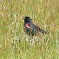 Tri-colored Blackbird  DSCF3960